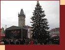 Stromek za dennho svtla